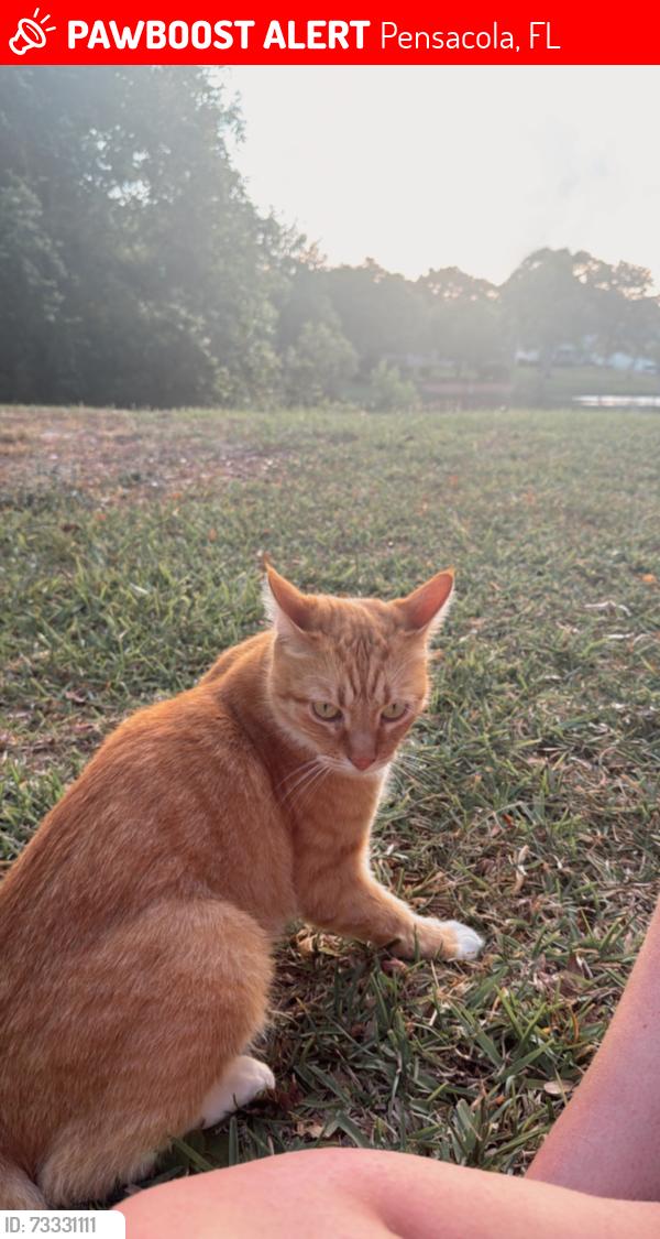 Lost Male Cat last seen Near e Johnson Ave, Pensacola, FL 32514