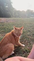 Lost Male Cat last seen Near e Johnson Ave, Pensacola, FL 32514