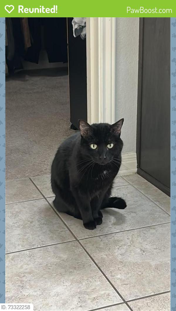 Reunited Male Cat last seen Centerra Hills Circle, Round Rock, TX 78665