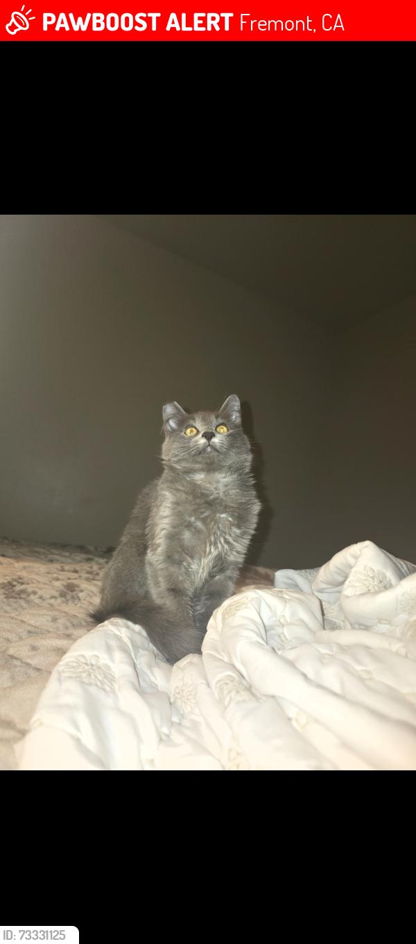 Lost Female Cat last seen Sundale drive, Fremont, CA 94538