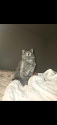 Lost Female Cat last seen Sundale drive, Fremont, CA 94538