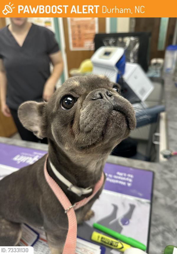 Found/Stray Female Dog last seen emerson place, Durham, NC 27707