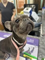 Found/Stray Female Dog last seen emerson place, Durham, NC 27707