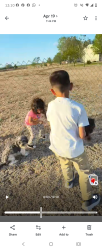 Lost Female Dog last seen McCormick and Western, Amarillo, TX 79118