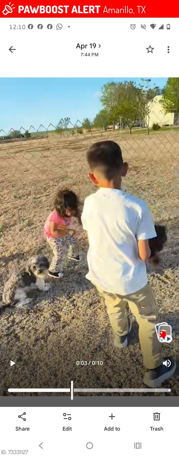 Lost Female Dog last seen McCormick and Western, Amarillo, TX 79118