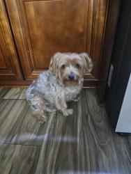 Reunited Male Dog last seen waters/Rome, Tampa, FL 33604