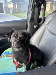 Found/Stray Male Dog last seen Kathleen and Sleepy Hill, Lakeland, FL 33801