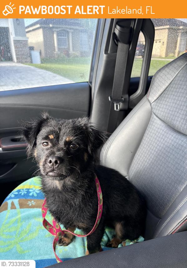 Found/Stray Male Dog last seen Kathleen and Sleepy Hill, Lakeland, FL 33801