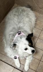 Lost Female Dog last seen 29th/Old Spanish Trail, Tucson, AZ 85748