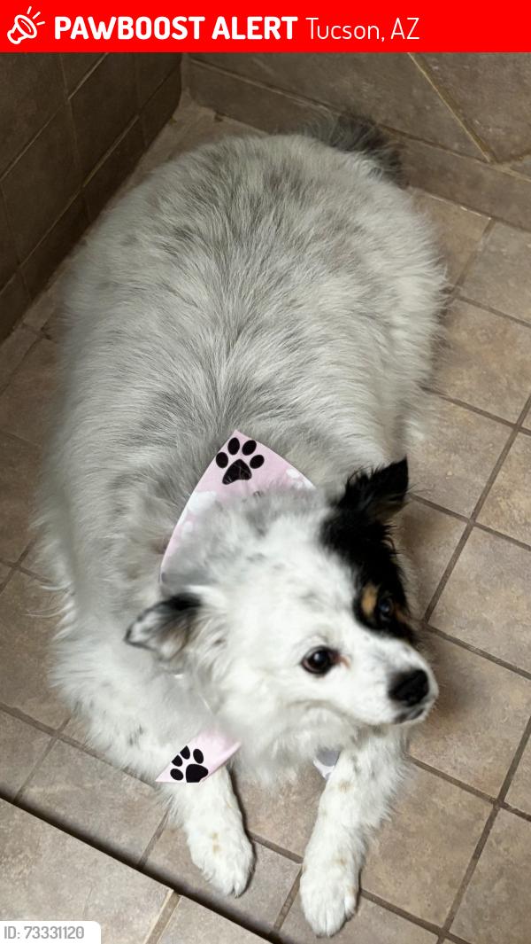 Lost Female Dog last seen 29th/Old Spanish Trail, Tucson, AZ 85748