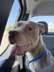 Reunited Male Dog last seen S shore dr & red oak st, Jacksonville, NC 28540