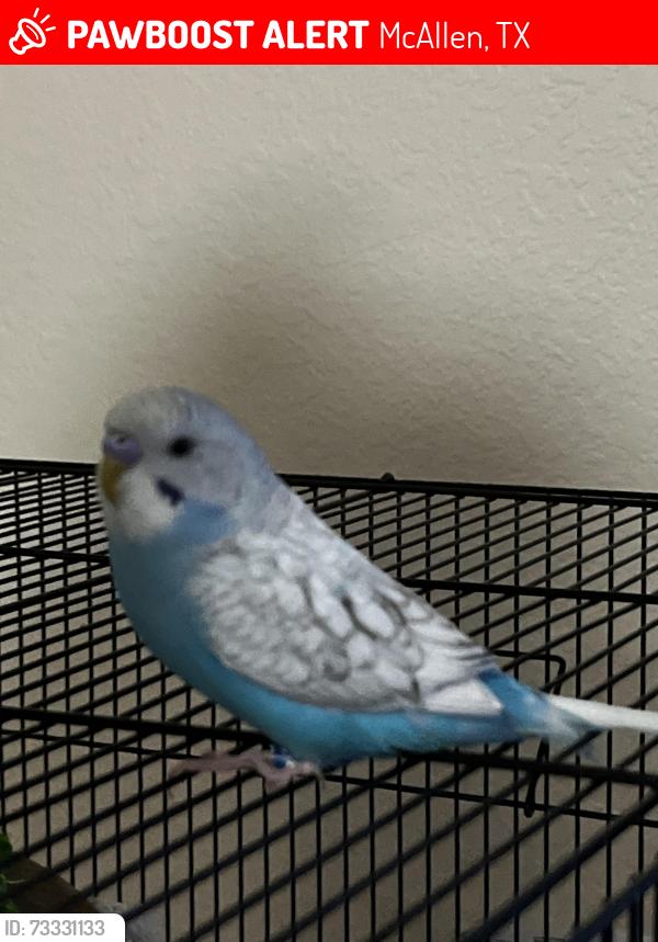 Lost Unknown Bird last seen Grambling Ave and N 22nd Ln, McAllen, TX 78504