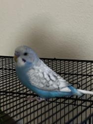 Lost Unknown Bird last seen Grambling Ave and N 22nd Ln, McAllen, TX 78504