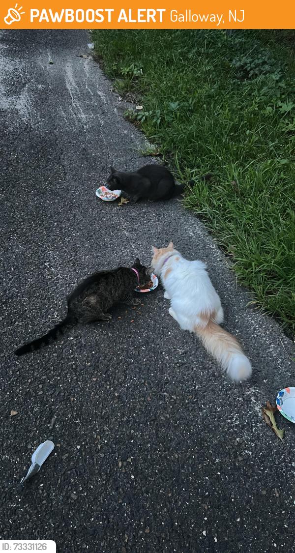 Found/Stray Unknown Cat last seen Nectar Ave & Johnson Ave intersection down the hill, Galloway, NJ 08205