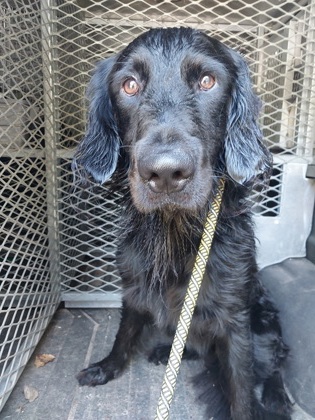 Shelter Stray Male Dog last seen Near oak hill, Cedar Hill, TX, 1150 E Pleasant Run Rd, Cedar Hill, TX 75104, USA