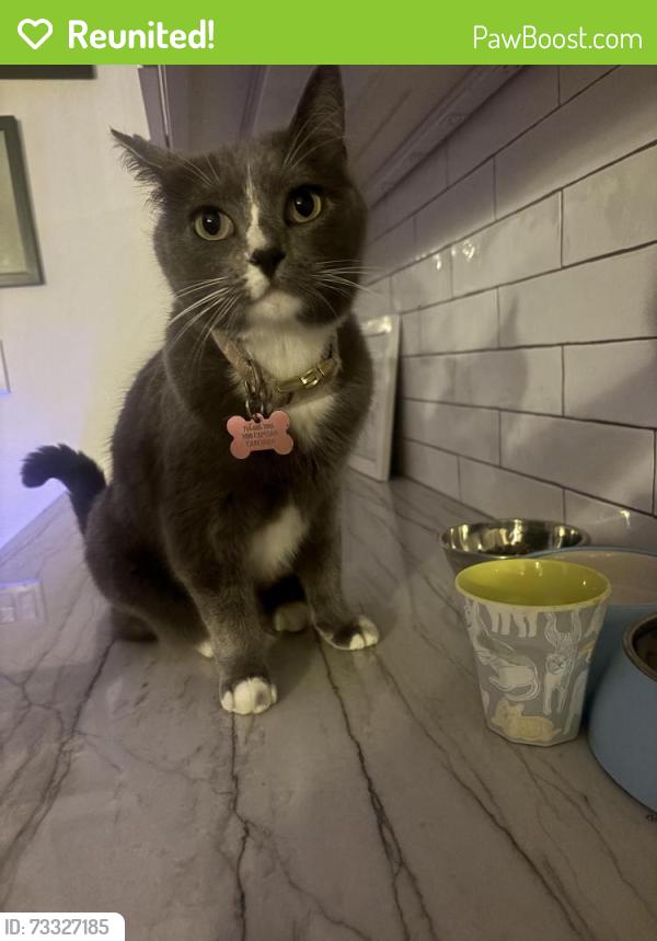 Reunited Female Cat last seen Avenida encinas, Carlsbad, CA 92011
