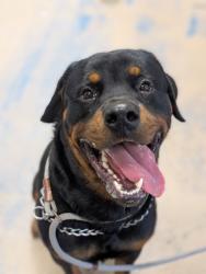 Shelter Stray Male Dog last seen Santos Dr, Citrus Springs, FL, 4030 S Airport Rd, Inverness, FL 34450, USA