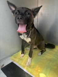 Shelter Stray Unknown Dog last seen SONNET TER, Dunnellon, FL, 4030 S Airport Rd, Inverness, FL 34450, USA