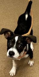 Shelter Stray Male Dog last seen Near S. GODDARD ROAD Lithonia, 30038, 30038, GA, 3280 Chamblee Dunwoody Rd, Chamblee, GA 30341, USA