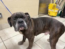 Shelter Stray Male Dog last seen Near N AUSTIN AVE, City of Georgetown, TX, 1855 SE Inner Loop, Georgetown, TX 78626, USA