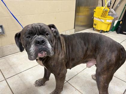 Shelter Stray Male Dog last seen Near N AUSTIN AVE, City of Georgetown, TX, 1855 SE Inner Loop, Georgetown, TX 78626, USA