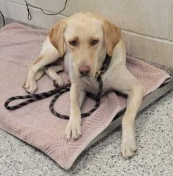 Shelter Stray Female Dog last seen E 49th Ter & Eastern Ave, KCMO, 64129, 64129, KS, 7077 Elmwood Ave, Kansas City, MO 64132, USA