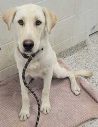 Shelter Stray Male Dog last seen E 49th Ter & Eastern Ave, KCMO, 64129, 64129, KS, 7077 Elmwood Ave, Kansas City, MO 64132, USA