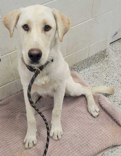 Shelter Stray Male Dog last seen E 49th Ter & Eastern Ave, KCMO, 64129, 64129, KS, 7077 Elmwood Ave, Kansas City, MO 64132, USA