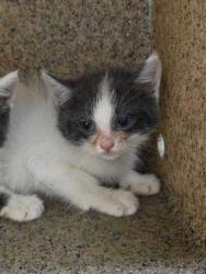Shelter Stray Female Cat last seen Near Huskey Cr, Sevier County ACO, TN, 1008 Old Knoxville Hwy, Sevierville, TN 37862, USA
