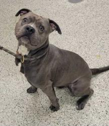Shelter Stray Male Dog last seen Near S. Benton, 64132, MO, 7077 Elmwood Ave, Kansas City, MO 64132, USA