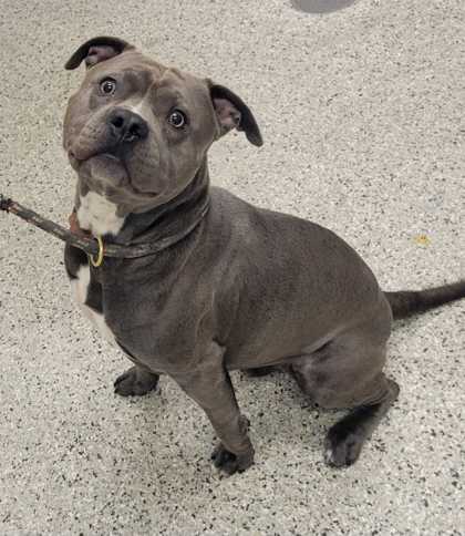 Shelter Stray Male Dog last seen Near S. Benton, 64132, MO, 7077 Elmwood Ave, Kansas City, MO 64132, USA