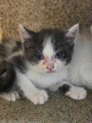 Shelter Stray Male Cat last seen Near Huskey Cr, Sevier County ACO, TN, 1008 Old Knoxville Hwy, Sevierville, TN 37862, USA