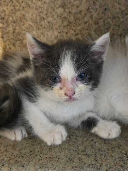 Shelter Stray Male Cat last seen Near Huskey Cr, Sevier County ACO, TN, 1008 Old Knoxville Hwy, Sevierville, TN 37862, USA