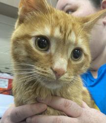 Shelter Stray Male Cat last seen River Rd and Watermead Dr, Noblesville City, IN, 10501 Hague Rd, Fishers, IN 46038, USA