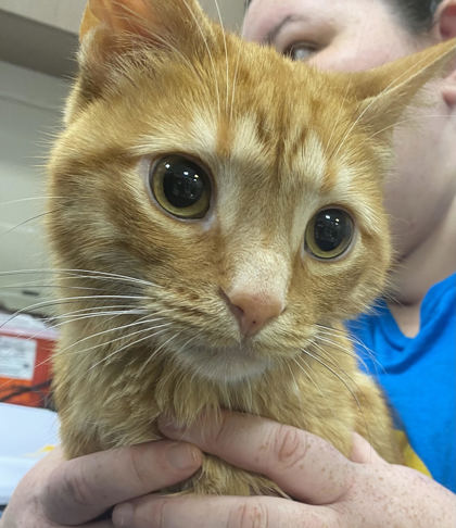 Shelter Stray Male Cat last seen River Rd and Watermead Dr, Noblesville City, IN, 10501 Hague Rd, Fishers, IN 46038, USA