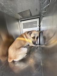 Shelter Stray Male Dog last seen James ave, South District,, 355 Hillshire Dr, Haslet, TX 76052, USA