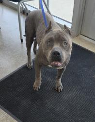 Shelter Stray Male Dog last seen N Main St, Central District, TX, 355 Hillshire Dr, Haslet, TX 76052, USA