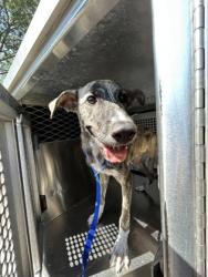 Shelter Stray Male Dog last seen Near ILLINOIS AVE, South District,, 355 Hillshire Dr, Haslet, TX 76052, USA