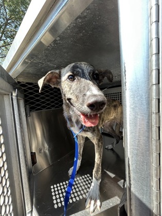 Shelter Stray Male Dog last seen Near ILLINOIS AVE, South District,, 355 Hillshire Dr, Haslet, TX 76052, USA