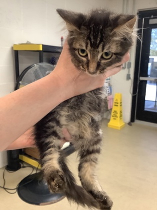 Shelter Stray Female Cat last seen Near Martin St, East District, TX, 355 Hillshire Dr, Haslet, TX 76052, USA