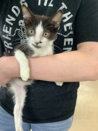 Shelter Stray Female Cat last seen Near Martin St, East District, TX, 355 Hillshire Dr, Haslet, TX 76052, USA