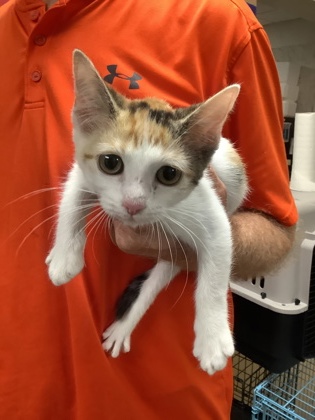 Shelter Stray Female Cat last seen Near Martin St, East District, TX, 355 Hillshire Dr, Haslet, TX 76052, USA