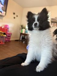 Lost Male Dog last seen sw 63rd and blackwelder, Oklahoma City, OK 73139