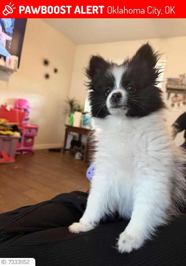 Lost Male Dog last seen sw 63rd and blackwelder, Oklahoma City, OK 73139