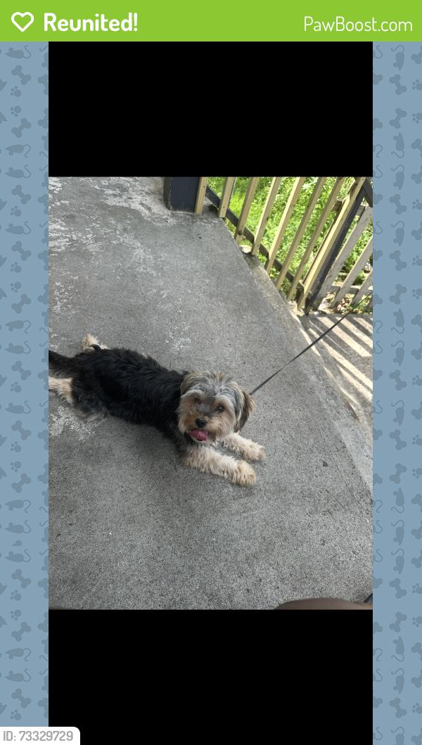 Reunited Male Dog last seen Lilac St/ Bassett Street, New Haven, CT 06511
