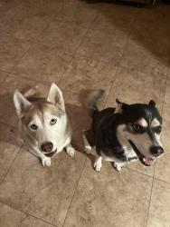 Reunited Male Dog last seen Panoramic Park, Cathedral City, CA 92234