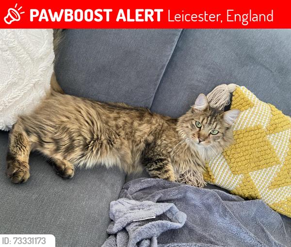 Lost Male Cat last seen General hosp, Leicester, England 
