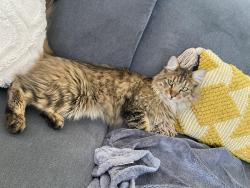Lost Male Cat last seen General hosp, Leicester, England 