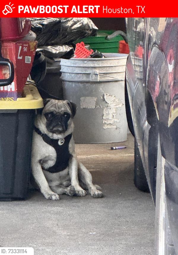 Lost Male Dog last seen Maudlin Street, Houston, TX 77087