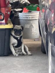 Lost Male Dog last seen Maudlin Street, Houston, TX 77087